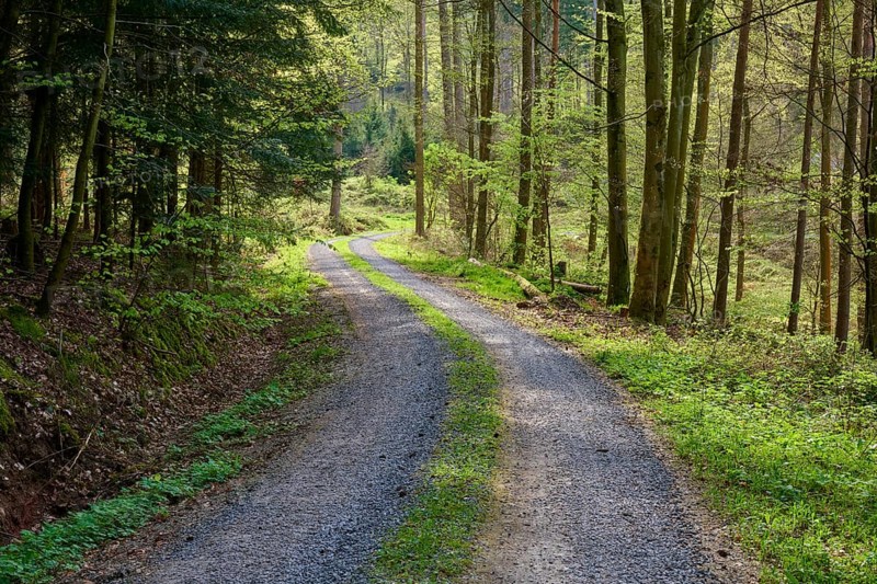 Quiet forest path made of gravel, surrounded by tall trees and green undergrowth, illuminated by sunlight, Obernburg, Spessart, Odenwald, Bavaria, Germany, Europe