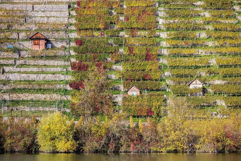 Steep vineyards with vineyard cottages in autumn, landscape on the banks of the Neckar between Mühlhausen and Hofen. Stuttgart, Baden-Württemberg, Germany, Europe