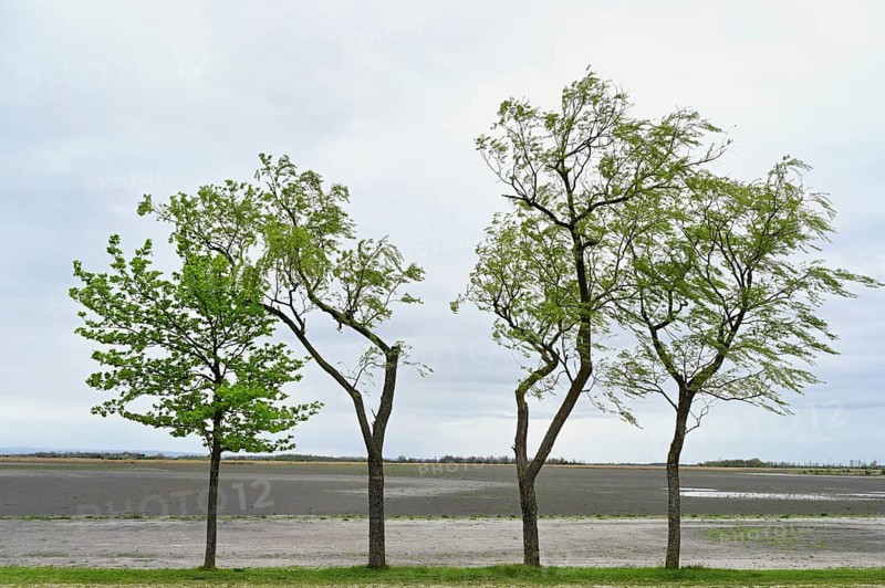 Very dry Zicksee, Lake Neusiedl National Park, Seewinkel, Burgenland, Austria, Europe