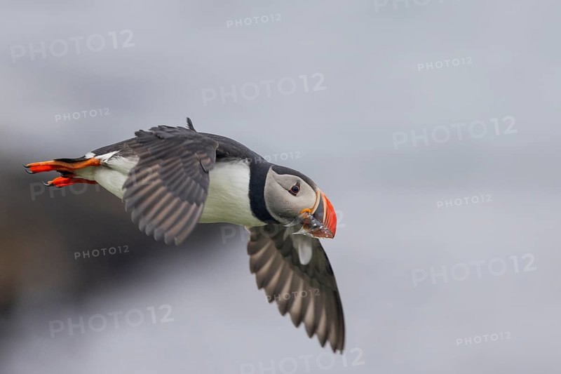 Puffin (Fratercula arctica), flying with fish in its beak, Grimsey Island, Iceland, Europe