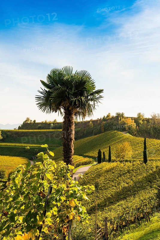 Vineyards and winery with palm trees and cypresses in autumn, Blankenhornsberg, near Ihringen, Kaiserstuhl, Baden-Württemberg, Germany, Europe