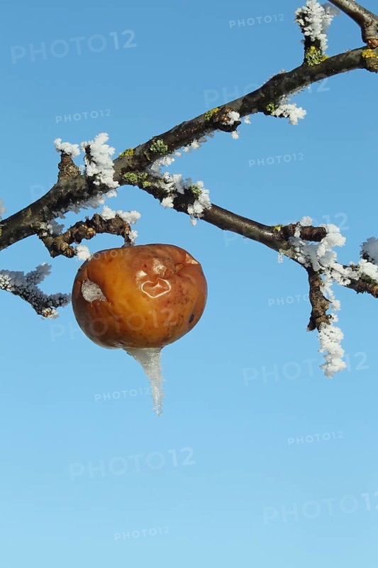 Apple in hoarfrost, Allgäu, Bavaria, Germany, Allgäu, Bavaria, Germany, Europe