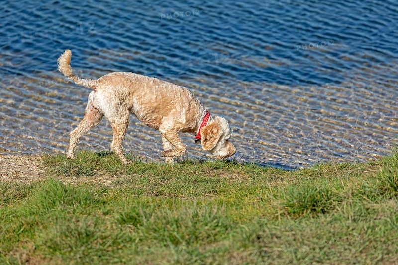 Dog on the way to Cuckmere Haven, Seven Sisters, South Downs, England, Great Britain