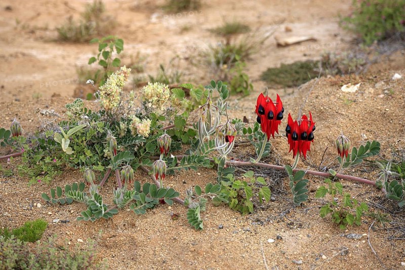 Sturt's Desert Pea, Sturt national park, New South Wales, Australia (Swainsona formosus)