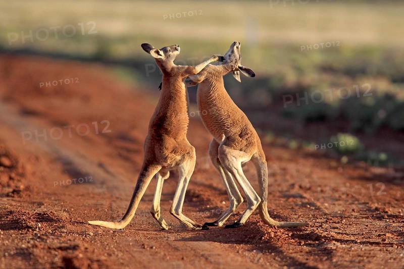 Red Kangaroos (Macropus rufus), boxing, Sturt national park, New South Wales, Australia, Oceania