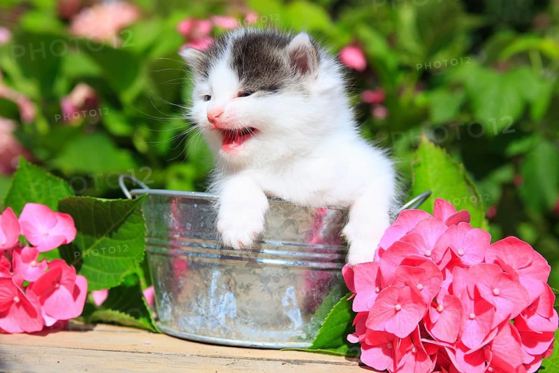 House cat, kitten, 3 weeks