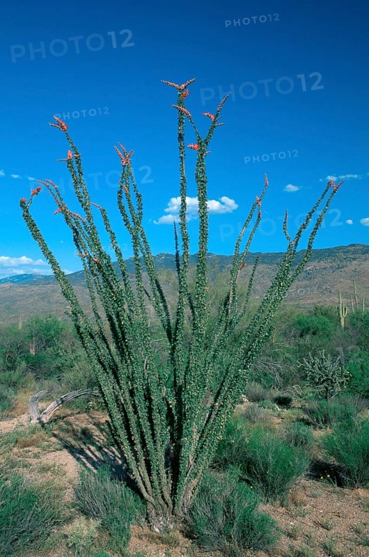 Ocotillo (Fouquieria splendens), Sonora desert, Arizona, USA, North America