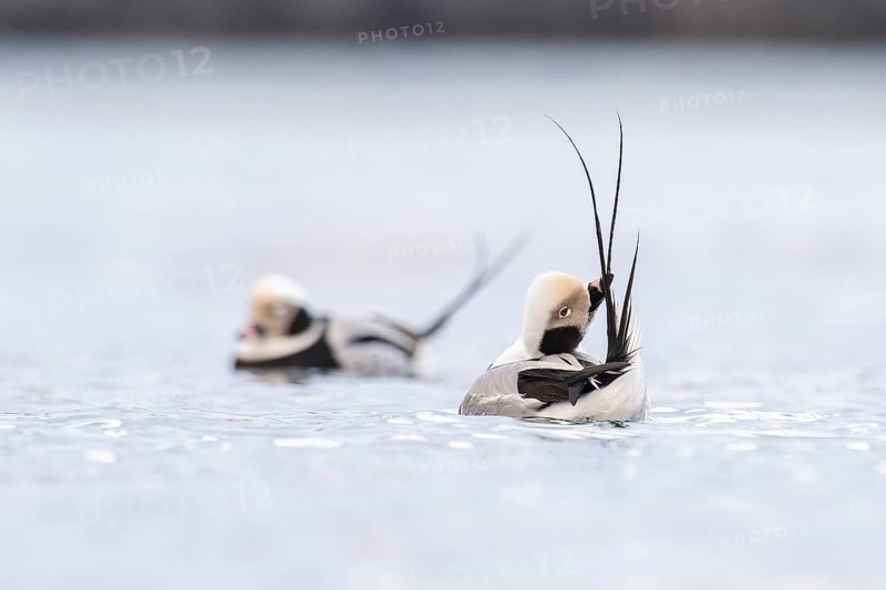 Long-tailed duck (Clangula hyemalis), male in splendour plumage during plumage care, Batsfjord, Båtsfjord, Varanger Peninsula, Finnmark, Northern Norway, Norway, Europe