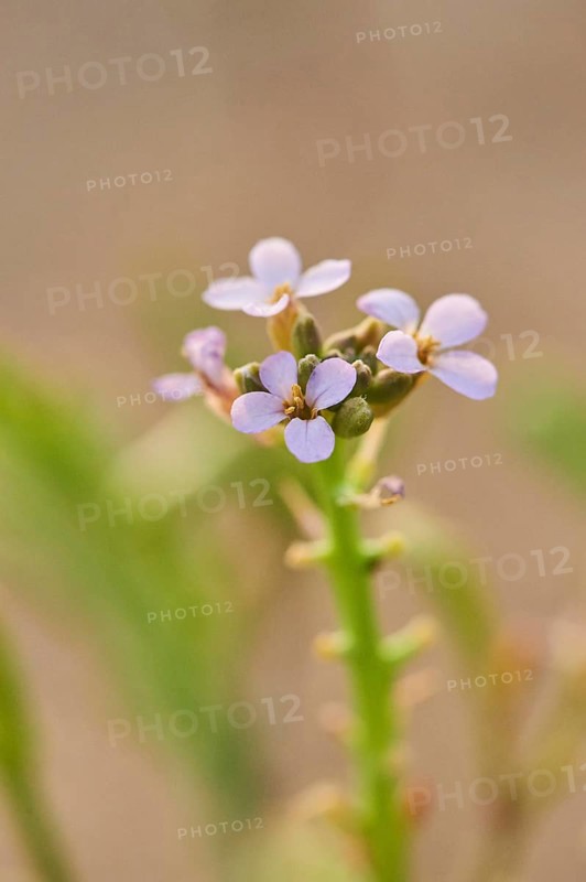 European searocket (Cakile maritima) blooming on the beach, "Platja del Fangar", nature reserve, ebro delta, Catalonia, Spain, Europe