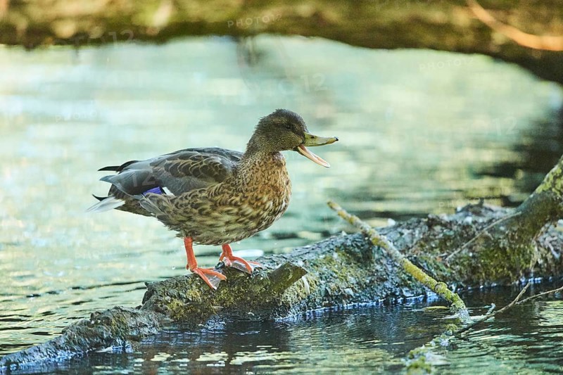 Wild duck (Anas platyrhynchos) female standing on an old tree trunk, Bavaria, Germany, Europe