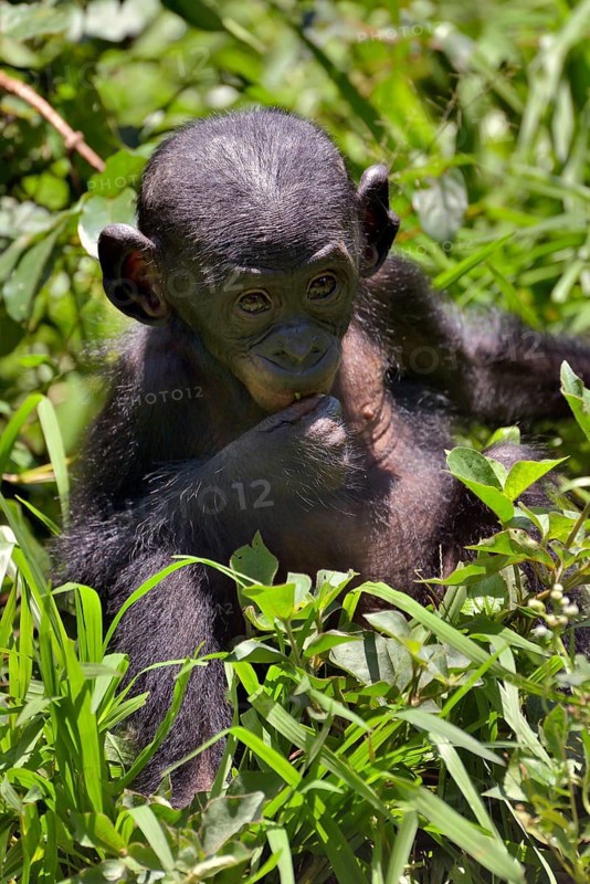 Bonobo (Pan paniscus), young animal, Lola ya Bonobo Sanctuary, Kimwenza, Mont Ngafula, Kinshasa, Democratic Republic of the Congo