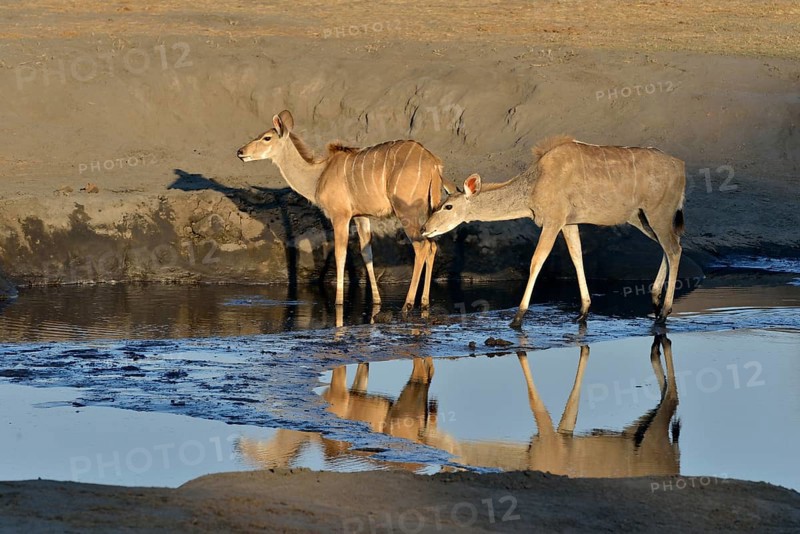 female Zambezi greater kudu (Strepsiceros zambesiensis), waterhole, near Somalisa, Hwange National Park, Matabeleland North Province, Zimbabwe, Africa