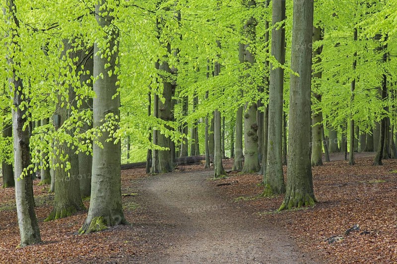 Path winding through forest with European beech (Fagus sylvatica) trees showing fresh green foliage in spring