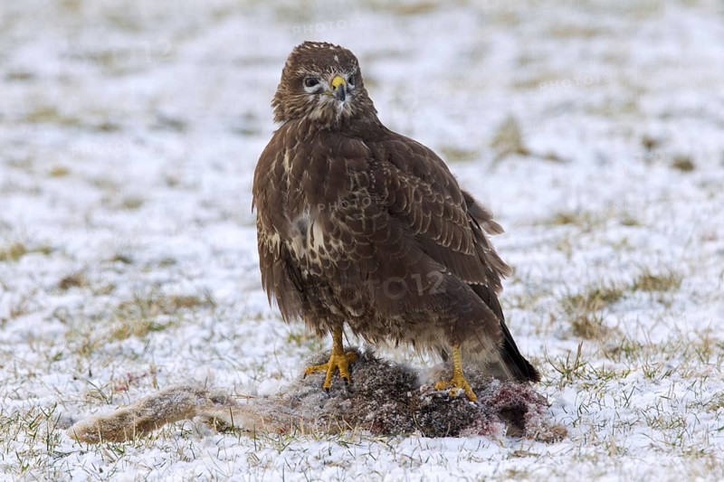 Common buzzard (Buteo buteo) feeding on hare in the snow in winter, Germany, Europe
