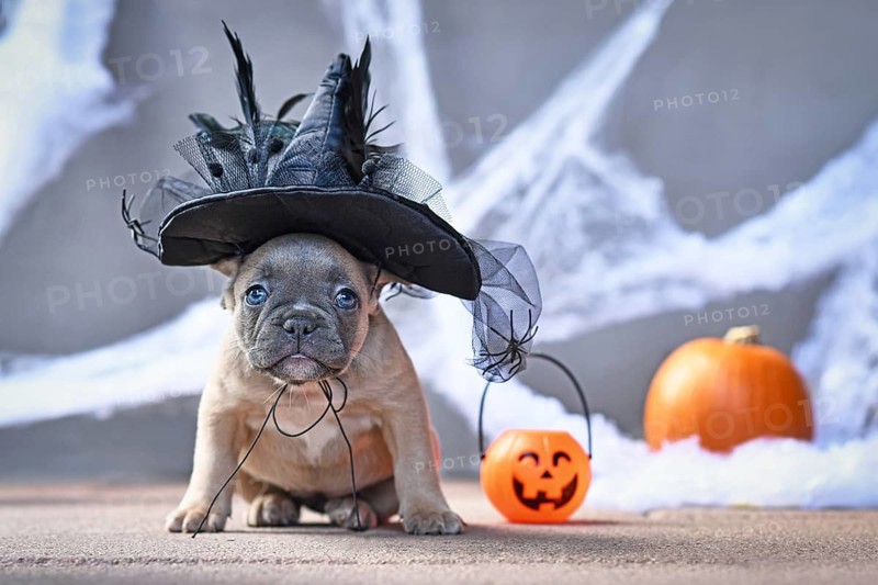 Cute French Bulldog dog puppy dressed up with large Halloween witch hat in front of seasonal background with spider webs and pumpkin
