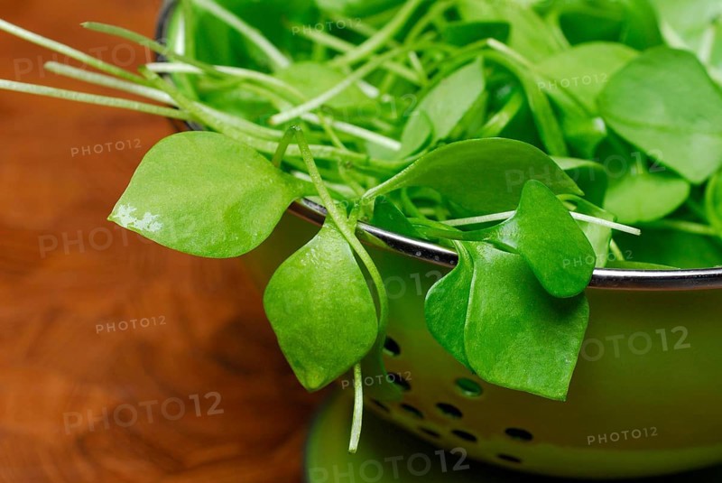 Portulaca oleracea (Portulaca oleracea) in carbon copy, summer, spice, vegetables, post, rush, sieve