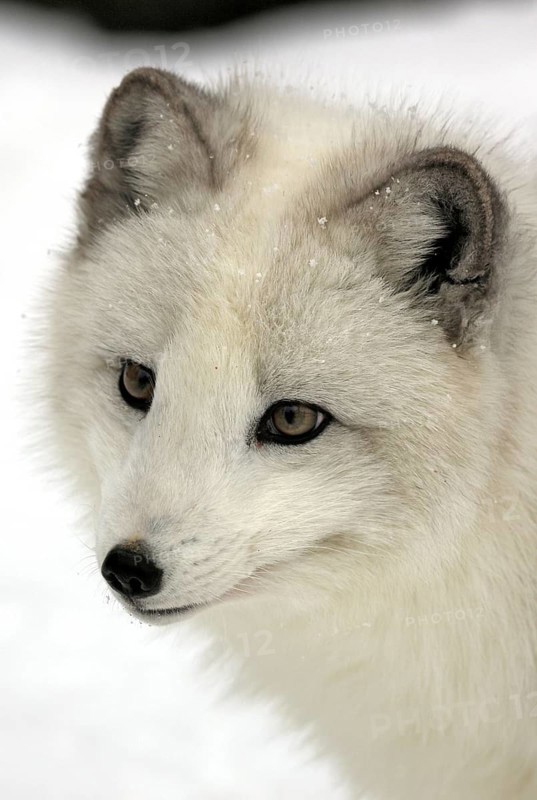 Arctic fox (Alopex lagopus) (Vulpes lagopus)