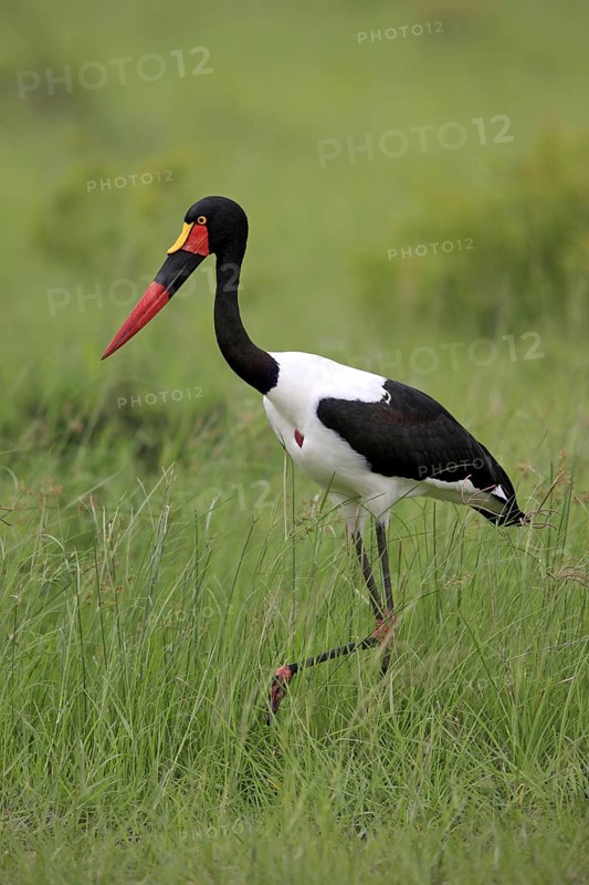 Saddle-billed stork (Ephippiorhynchus senegalensis), Sabi Sabi Game Reserve, Kruger National Park, South Africa, lateral view, Africa