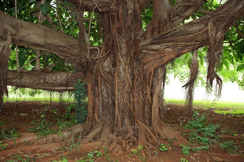 Strangler Fig, Sabi Sabi Game Reserve, Kruger National Park, South Africa (Ficus watkinsiana), Strangler Fig