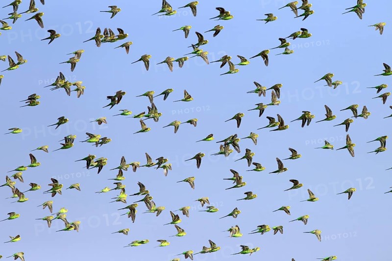 Budgerigars (Melopsittacus undulatus), New South Wales, Australia, Oceania