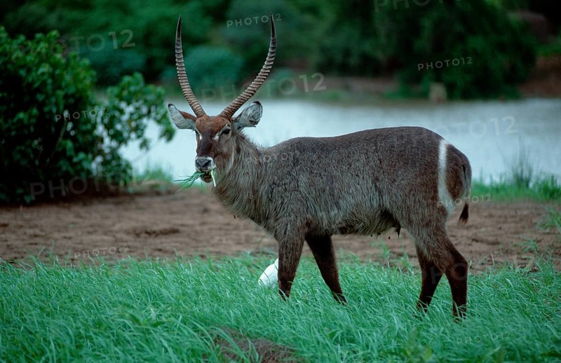 Waterbuck, male, Kruger national park, South Africa (Kobus ellipsiprymnus ellipsiprymnus), ellipse waterbuck, male, Kruger national park, South Africa, lateral, side, Africa