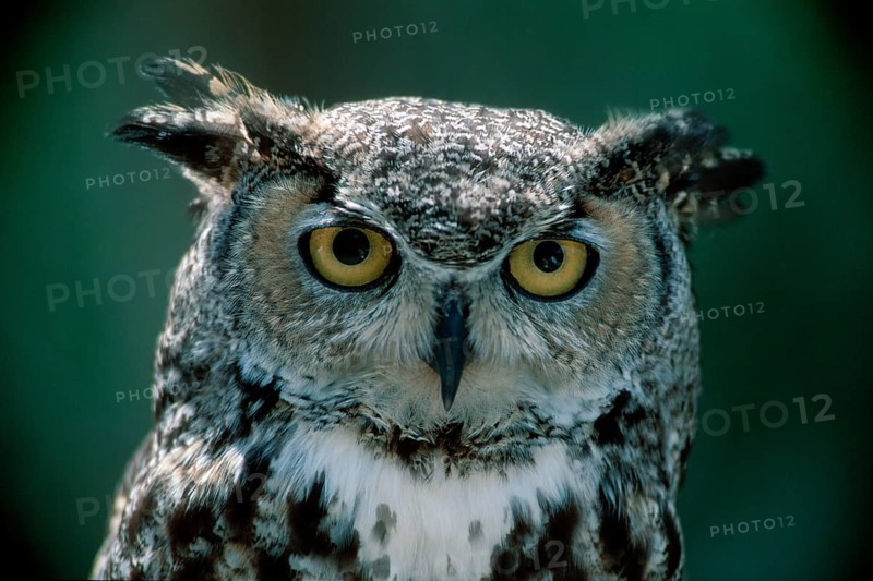 Whiskered Screech Owl, Arizona, USA (Otus trichopsis), Spotted Owl, America, america, animals, bird, birds, owls, owls, outside, outdoor, head, frontal, head-on, from front, portrait, landscape, horizontal, adult