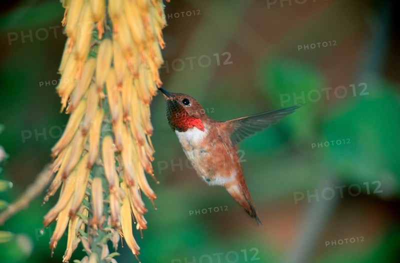Rufous Hummingbird (Selasphorus rufus), Sonora desert, Arizona, USA, North America