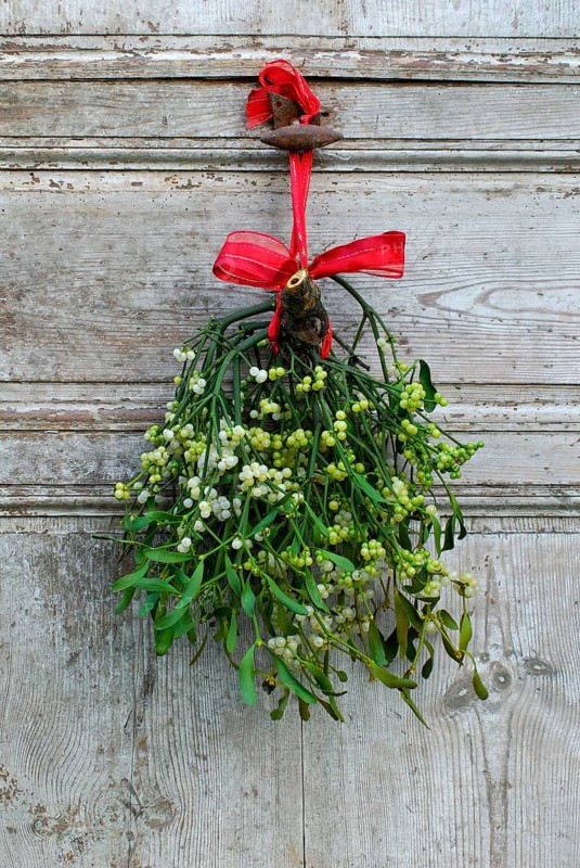 Mistletoe (Viscum album) on old door, mistletoe