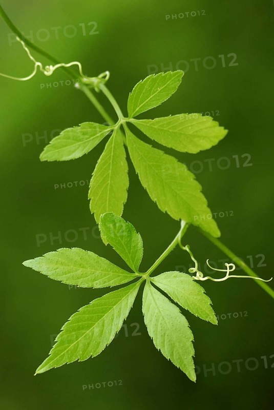 Jiao-gu-lan, Jiaogulan, female ginseng, Jiaogulan (Gynostemma pentaphyllum)