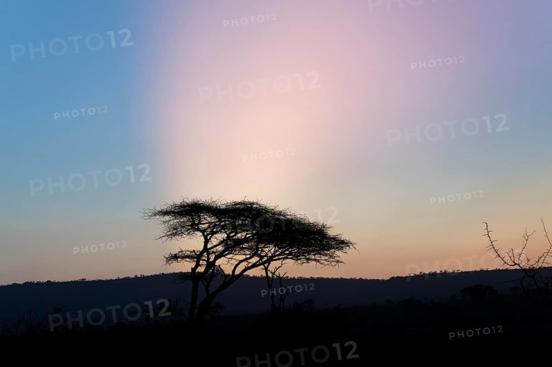 Savannah Landscape with trees at dusk, Kwazulu Natal Province, South Africa, Africa