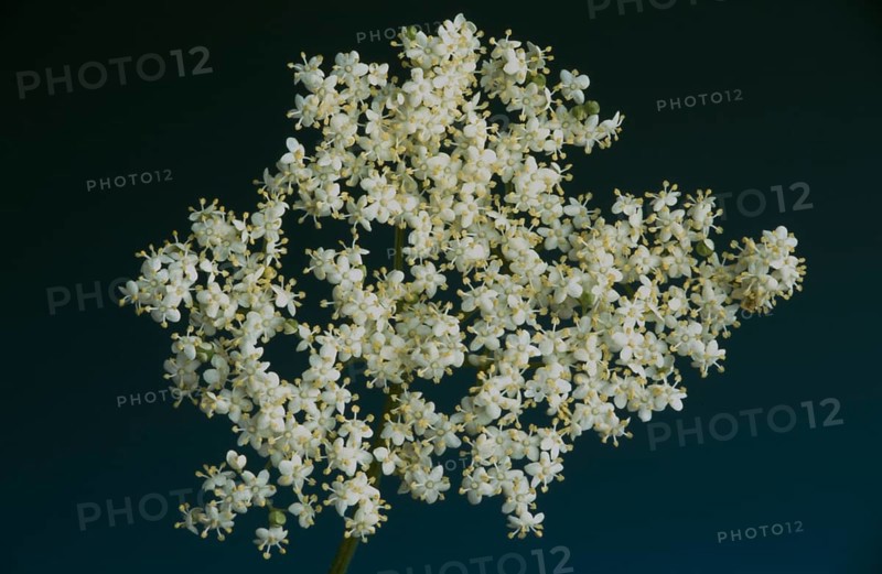 Elderflower, black elder (Sambucus) nigra, medicinal plant, is considered a proven household remedy for colds, kidney and bladder problems and for strengthening the heart and circulation