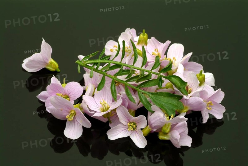 Flowers of the cuckoo flower (Cardamine pratensis), medicinal plant, contains mustard oil glycosides, bitter substances and vitamin C as ingredients