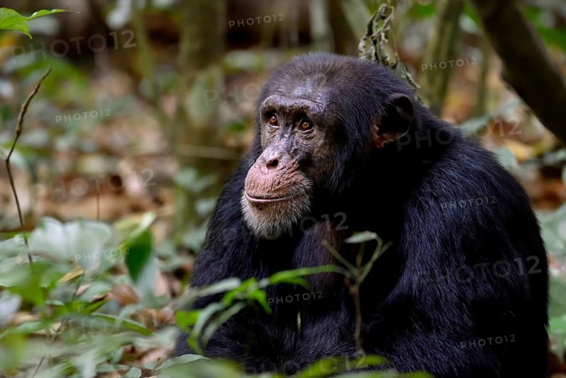 Western chimpanzee (Pan troglodytes verus) sits in the rainforest, wildlife, near Bossou, Nzérékoré Region, Guinea, Africa