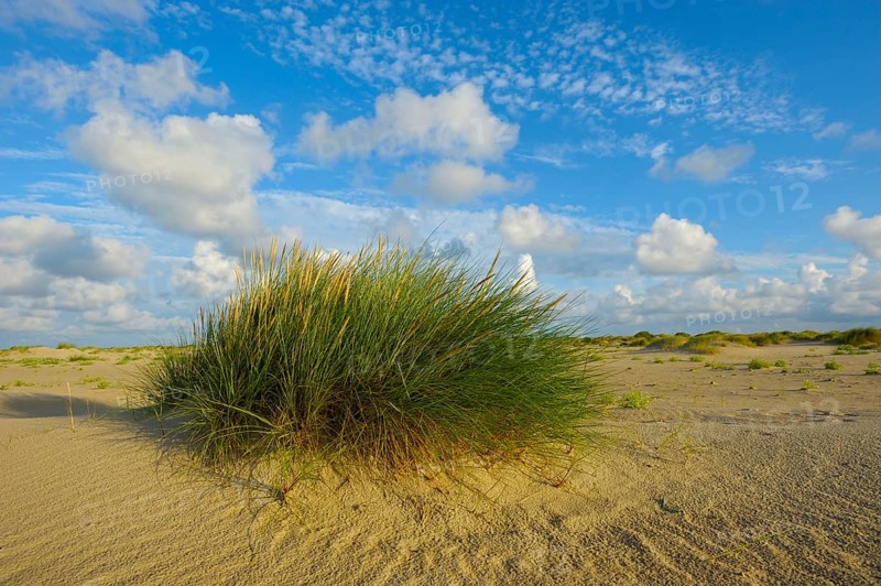 Common beach grass, De Hors beach, near Den Hoorn, Texel island, North Holland, Netherlands