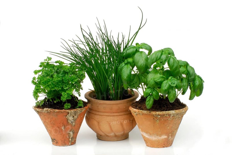 Curly parsley, Chive (Allium schoenoprasum) and Basil (Ocimum basilicum) in pots (Petroslinum crispum)