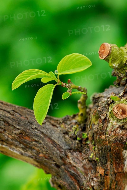 Japanese Berchemistry (Berchemia racemosa), Rhamnaceae