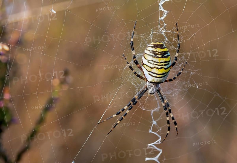 Wasp spider in web, Lüneburg Heath, Lower Saxony, Germany, Europe