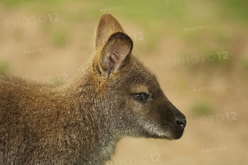 Red-necked wallaby (Macropus rufogriseus), portrait, wallabies, wallabia, wallaby, kangaroos, marsupial mammals (Marsupialia), marsupial, captive