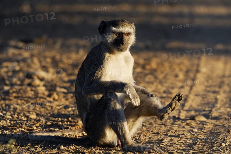 Vervet monkey (Chlorocebus pygerythrus), adult male sitting on a dirt road, eye contact, evening light, Mahango Core Area, Bwabwata National Park, Kavango East, Caprivi Strip, Namibia, Africa