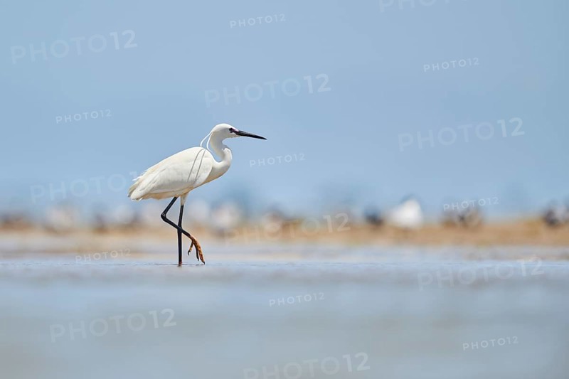 Little egret (Egretta garzetta) walking at the shore, hunting, sea, ebro delta, Catalonia, Spain, Europe
