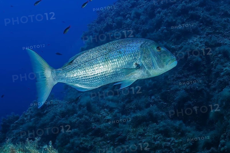 Common dentex (Dentex dentex), Mediterranean Sea, Santa Teresa di Gallura, Sardinia, Italy, Europe