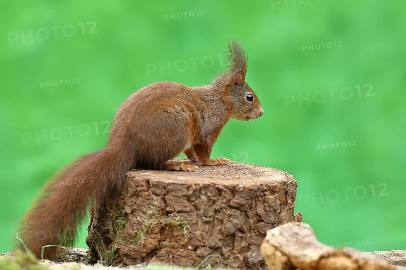 Eurasian red squirrel (Sciurus vulgaris), sitting on a tree stump, wildlife, Wilden, North Rhine-Westphalia, Germany, Europe