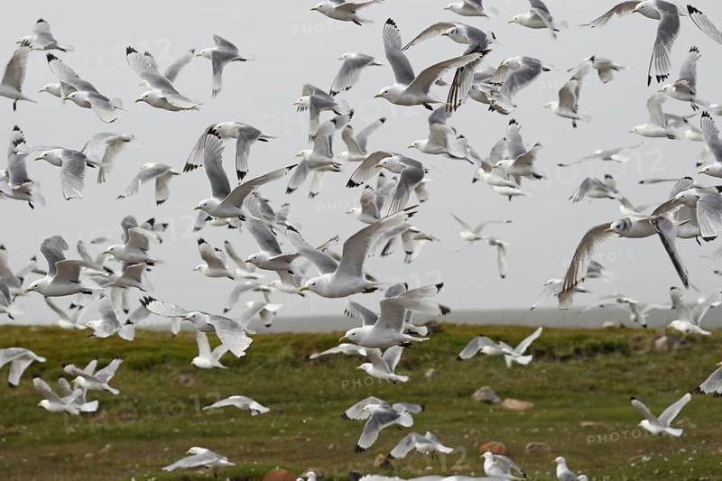 Kittiwakes (Rissa tridactyla) flying flock, Northern Norway, Scandinavia