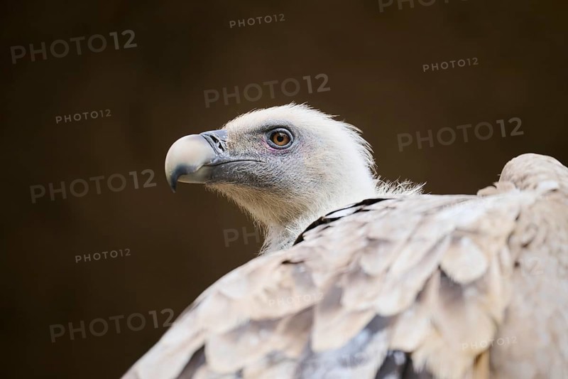 Griffon vulture (Gyps fulvus), portrait, Spain, Europe