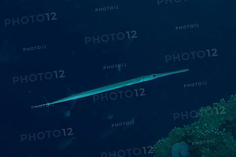 Bluespotted cornetfish (Fistularia commersonii), dive site House Reef, Mangrove Bay, El Quesir, Red Sea, Egypt, Africa