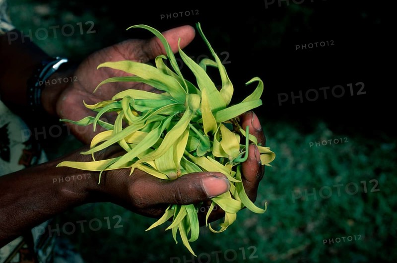 Hand with Alangilang flower, Madagascar (Cananga odorata)