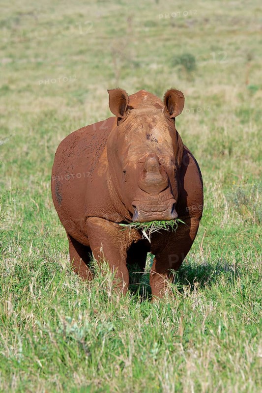 White rhinoceros, white rhino or square-lipped rhinoceros (Ceratotherium simum) covered with red soil, Kwazulu Natal Province, South Africa, Africa