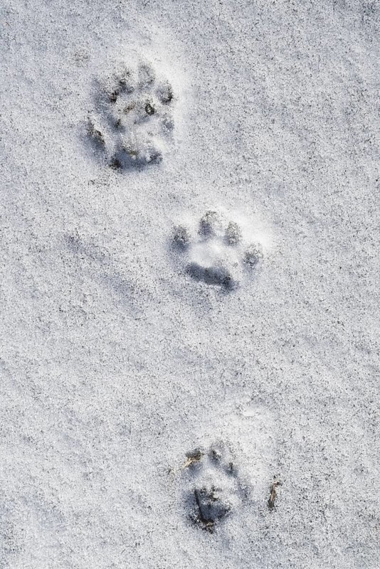 Close-up of footprints showing paw pads from stoat, short-tailed weasel (Mustela erminea), ermine in the snow in winter