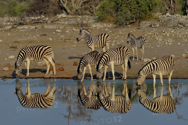 Burchell's Zebras (Equus quagga burchelli) drinking at the waterhole Chudop, Etosha National Park, Namibia, Africa