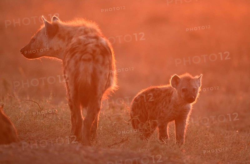 Spotted Hyena (Crocuta crocuta) with cub, Massai Mara Game Reserve, Kenya, Tuepfelhyaene mit Jungtier, Massai-Mara-Wildschutzgebiet, Kenia, Tüpfelhyäne Hyaene, Hyäne, Africa